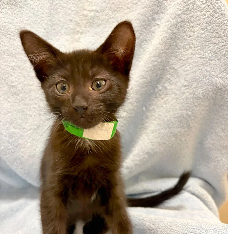 A baby medium-sized male Black Domestic Short Hair cat named Smudge for adoption in Oakland, CA
