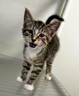 A young medium-sized male Tabby (Gray / Blue / Silver) Domestic Short Hair cat named Brooks for adoption in Portsmouth, OH