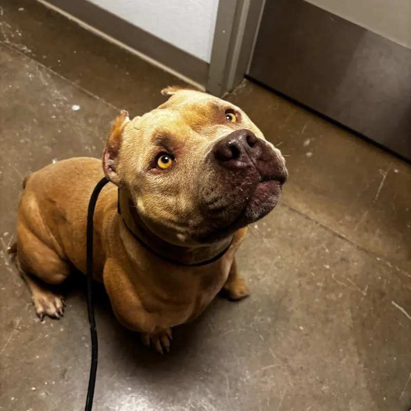 An adult medium-sized female Yellow / Tan / Blond / Fawn Pit Bull Terrier dog named Ronda Rousey for adoption in Tulsa, OK