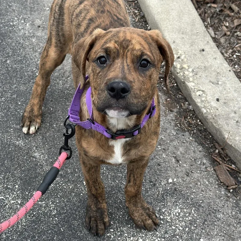 A young medium-sized female Brindle Mixed Breed dog named Harley Quinn for adoption in Hinsdale, IL