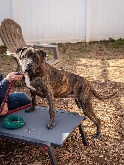 A senior large-sized male Mixed Breed dog named Creed for adoption in Chamblee, GA