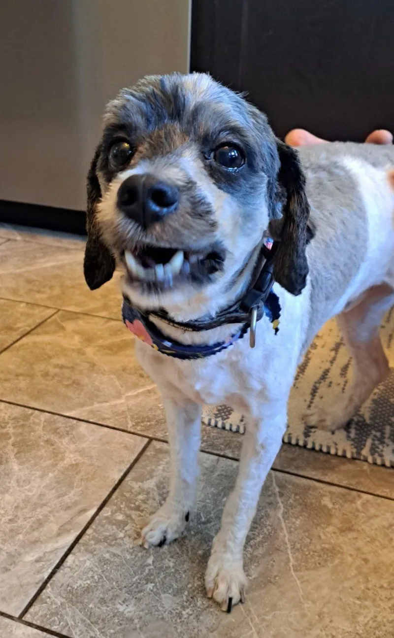 An adult small-sized male Maltipoo dog named Harlem for adoption in Matthews, NC