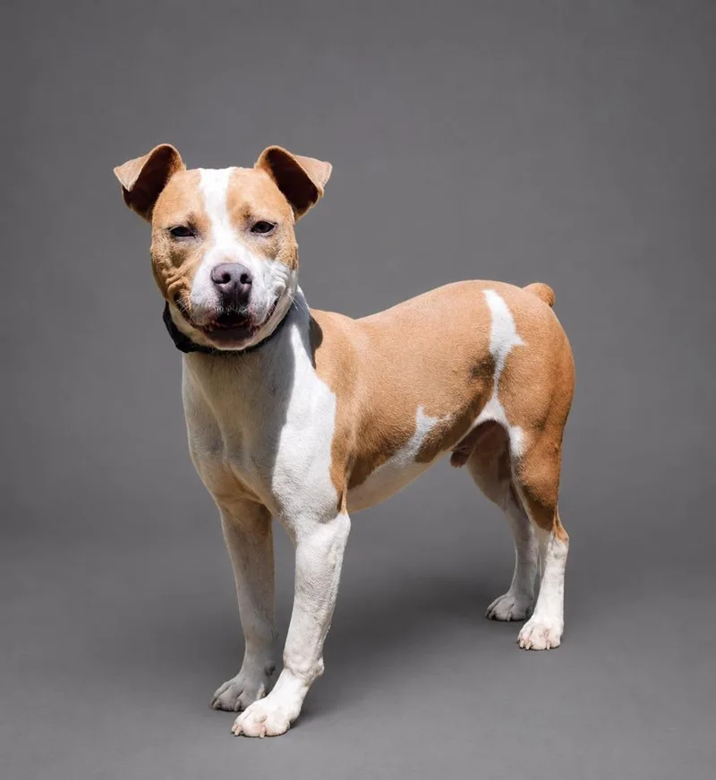 A young large-sized male Terrier dog named French Toast for adoption in Hardeeville, SC