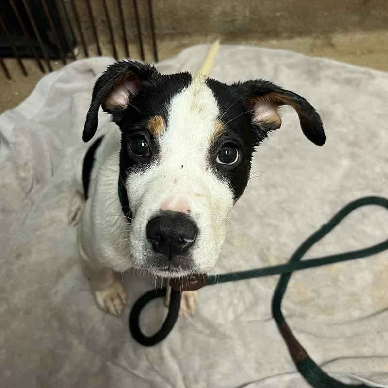A baby small-sized female White / Cream Mixed Breed dog named Rowan for adoption in Chattanooga, TN
