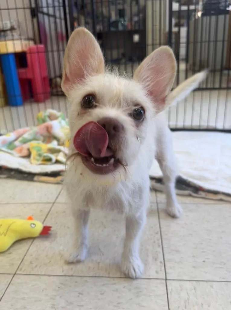 A young medium-sized female French Bulldog dog named Nadia for adoption in Lemoore, CA