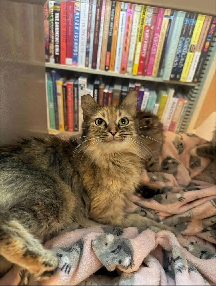 A young medium-sized female Domestic Long Hair cat named Ms Jasper for adoption in Marietta, GA