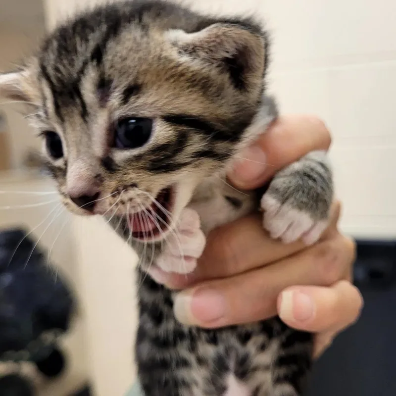 A baby small-sized female Buff / Tan / Fawn Domestic Short Hair cat named Kellie for adoption in Lake Panasoffkee, FL