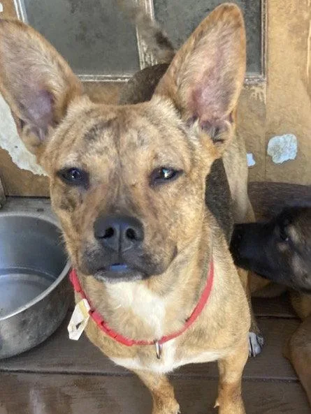 A young small-sized female Terrier dog named Cordie for adoption in San Diego, CA