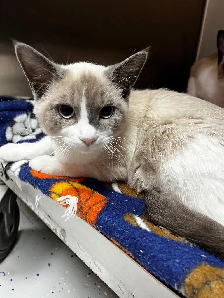 A baby medium-sized female Domestic Short Hair cat named Salt for adoption in Logan, UT