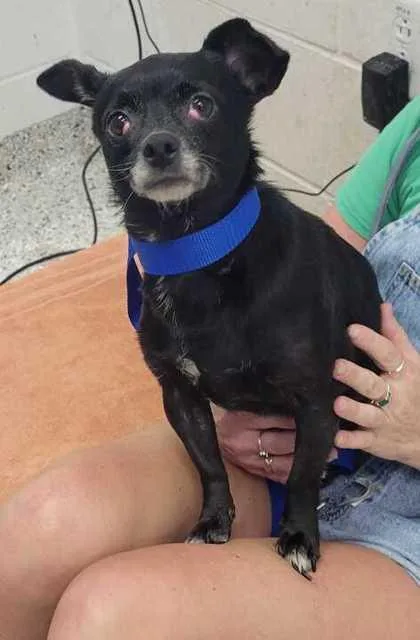 An adult small-sized female Black Chihuahua dog named Queen for adoption in Kansas City, MO