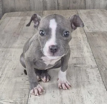 An adult small-sized female Terrier dog named Tiny for adoption in Shreveport, LA