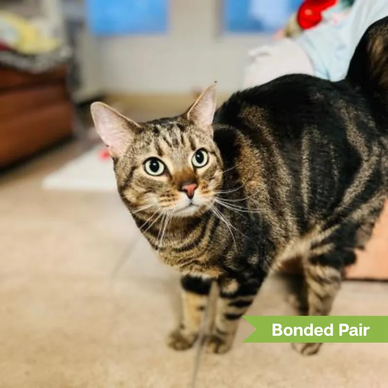 A senior large-sized male Domestic Short Hair cat named Tiger for adoption in Reisterstown, MD