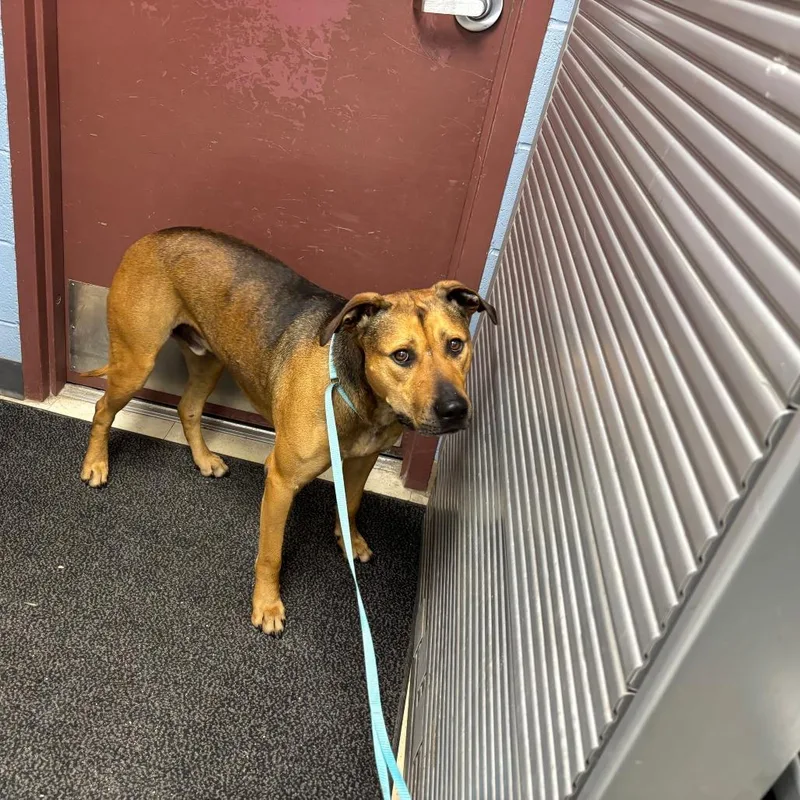 An adult large-sized male Brown / Chocolate Pit Bull Terrier dog named Clint for adoption in St Joseph, MO