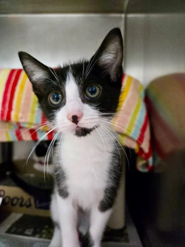 A baby medium-sized male Domestic Short Hair cat named Duracell for adoption in Cincinnati, OH