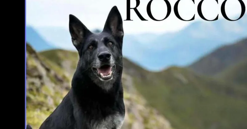 An adult large-sized female Brown / Chocolate German Shepherd Dog dog named Rocco for adoption in Tigard, OR