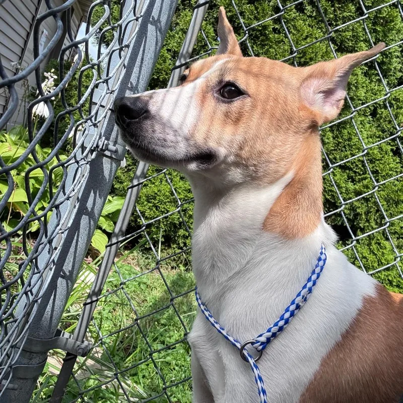 A young small-sized male Shiba Inu dog named Mercury for adoption in Dixon, IL
