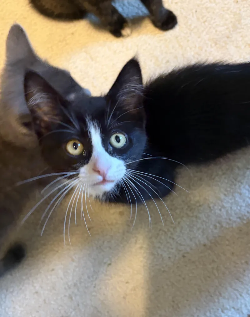 A baby medium-sized male Black & White / Tuxedo Domestic Short Hair cat named Dim for adoption in South Lyon, MI