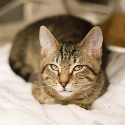 A baby small-sized male Brown / Chocolate Domestic Short Hair cat named Kawasaki for adoption in Atlanta, GA