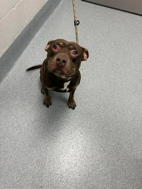 An adult large-sized male Pit Bull Terrier dog named Sparky for adoption in Indianapolis, IN