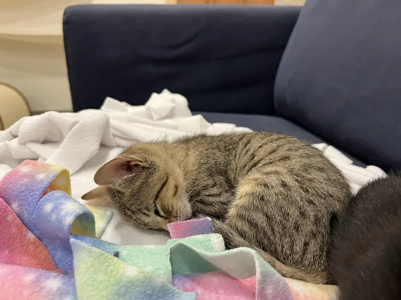 A baby medium-sized female Tabby (Gray / Blue / Silver) Domestic Short Hair cat named Nilla & Chips Ahoy for adoption in Wellesley, MA