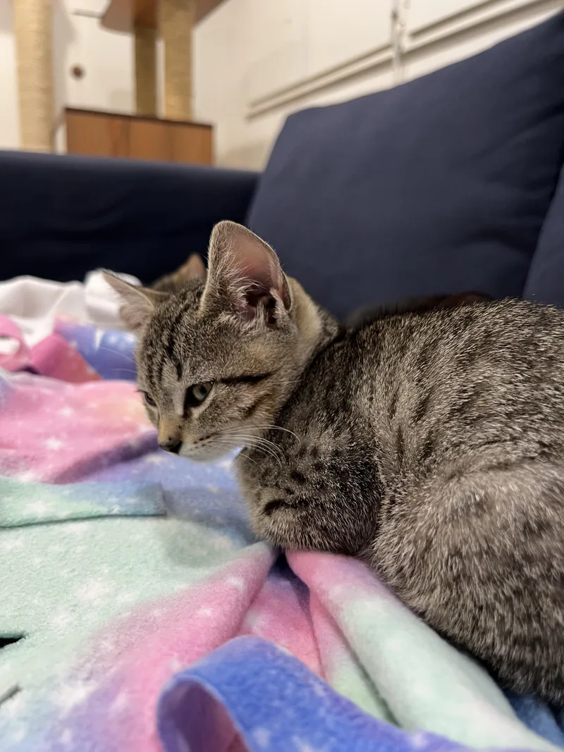 Nilla & Chips Ahoy thumbnail 2