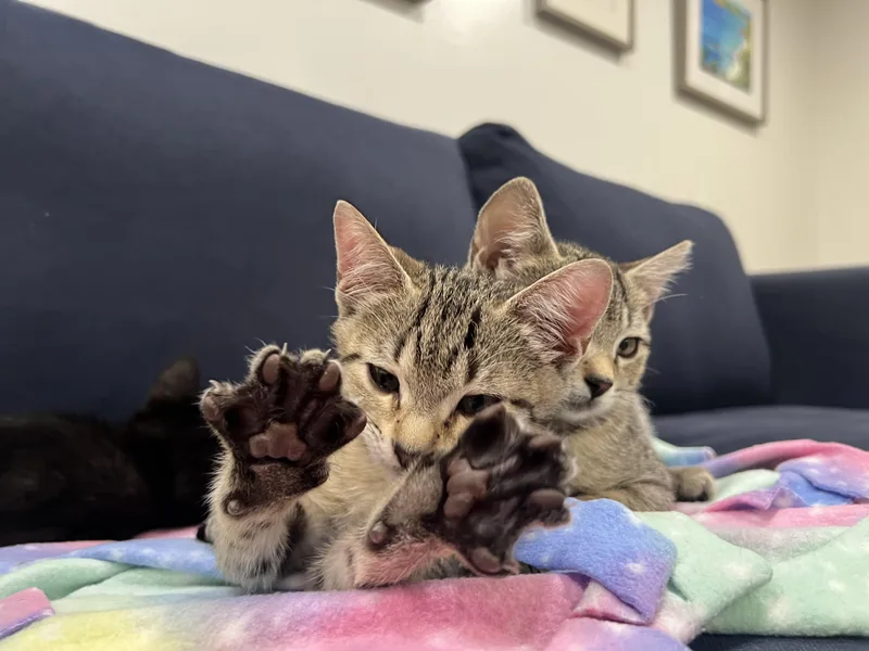Nilla & Chips Ahoy thumbnail 3