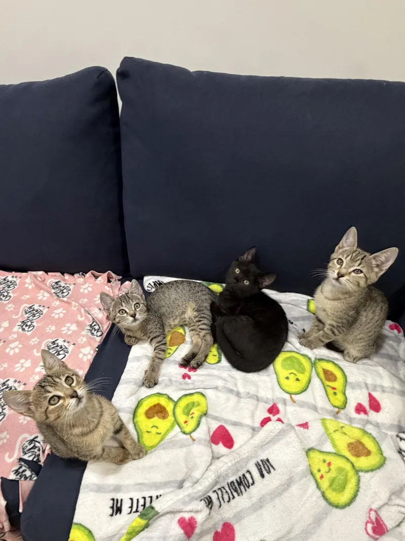Nilla & Chips Ahoy thumbnail 4
