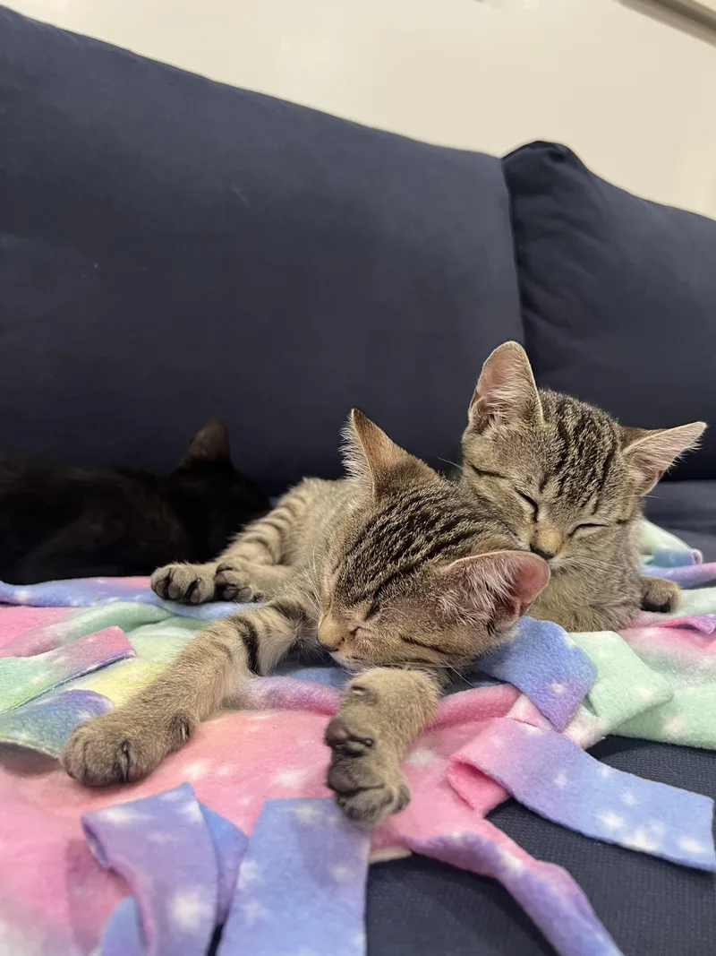 Nilla & Chips Ahoy thumbnail 5