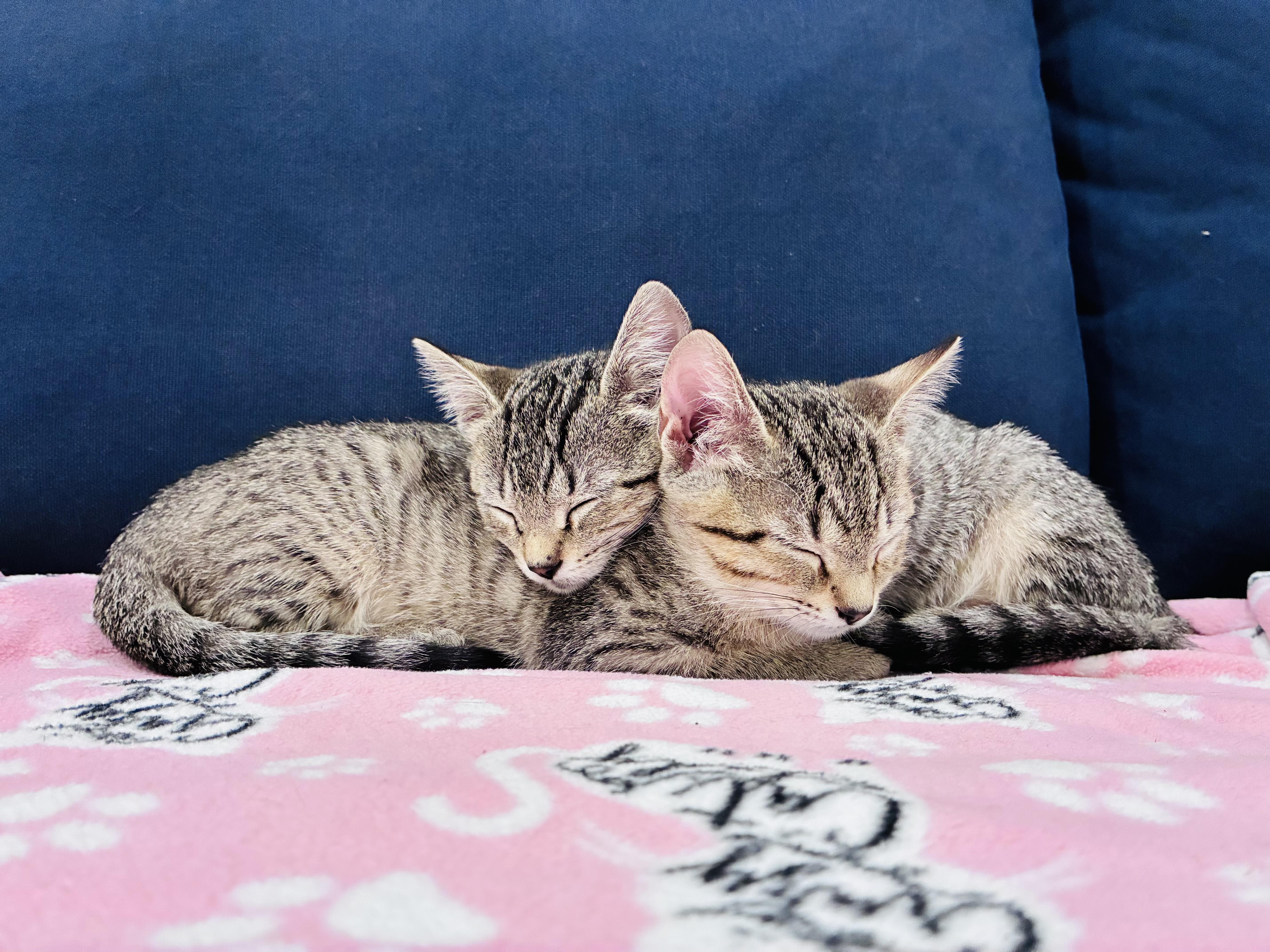 Nilla & Chips Ahoy thumbnail 6
