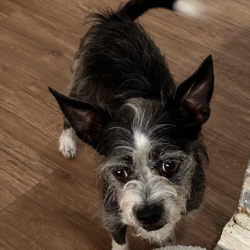 A senior small-sized male Terrier dog named Watson Brad for adoption in Houston, TX
