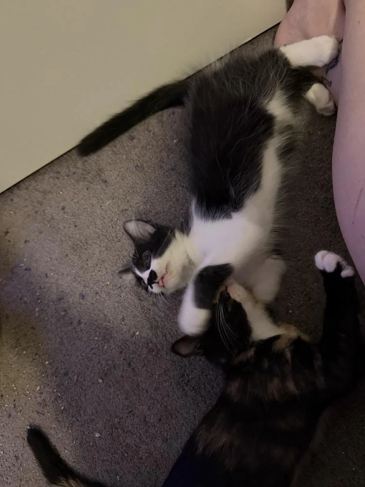 A baby small-sized female Domestic Medium Hair cat named Silvermist for adoption in Dallas, TX