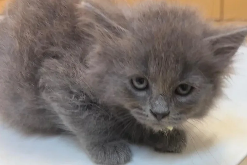 A baby small-sized female Domestic Short Hair cat named Malani for adoption in Elizabethton, TN