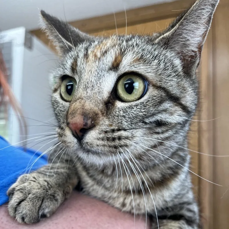 A young medium-sized female Brown / Chocolate Domestic Short Hair cat named Mancala for adoption in Columbiana, AL