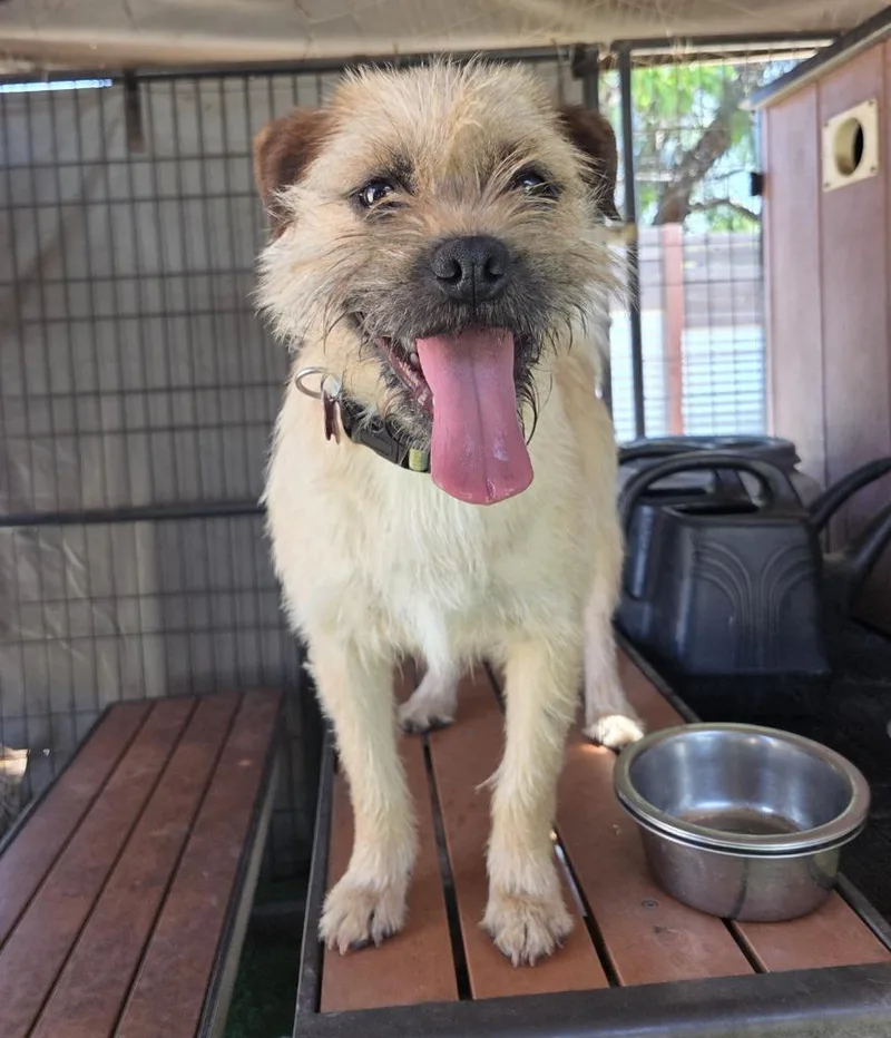 A baby small-sized female Border Terrier dog named Pixie for adoption in San Diego, CA