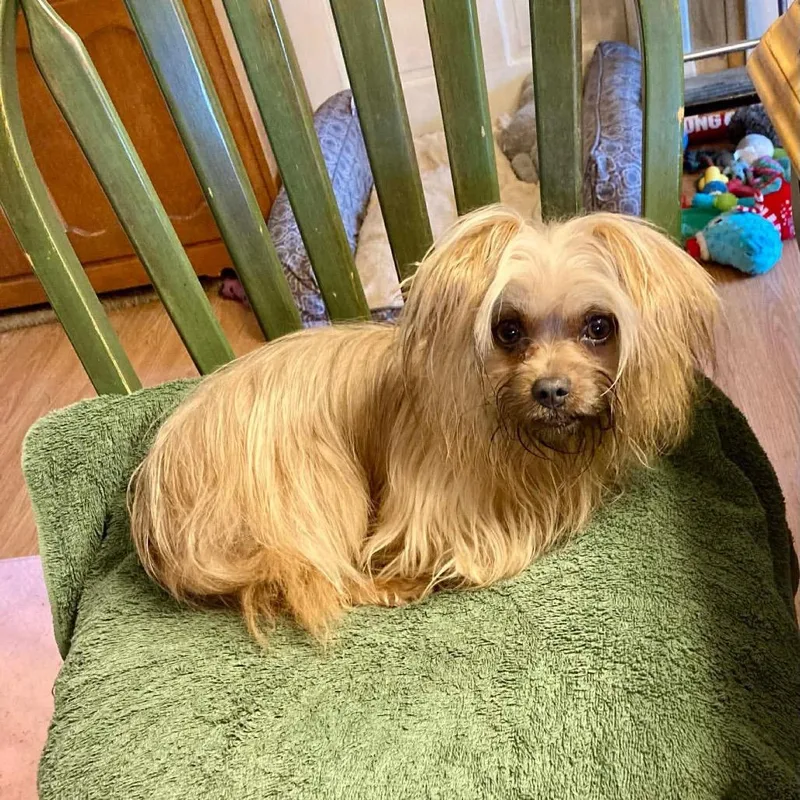 A young small-sized female Golden Shih Tzu dog named Munchy for adoption in Phoenix, MD
