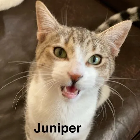 Juniper