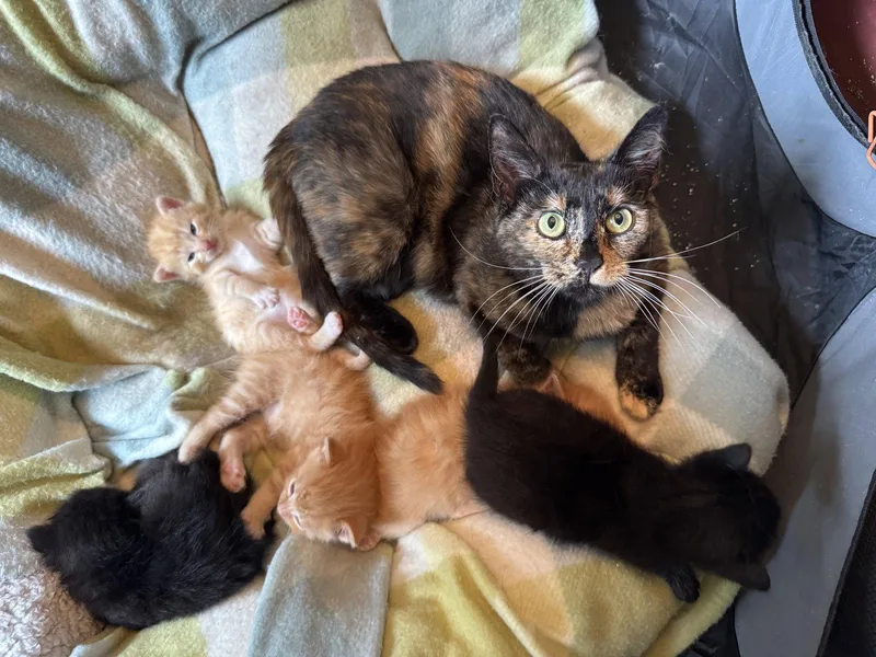 A baby medium-sized female Black Domestic Short Hair cat named Bernadette for adoption in Montello, WI