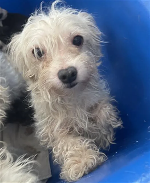 An adult small-sized male Mixed Breed dog named Lettuce for adoption in Dallas, TX