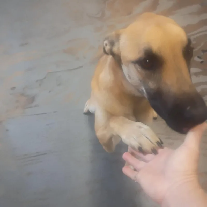 A young medium-sized female Yellow / Tan / Blond / Fawn Belgian Shepherd / Malinois dog named Justice for adoption in Tulsa, OK