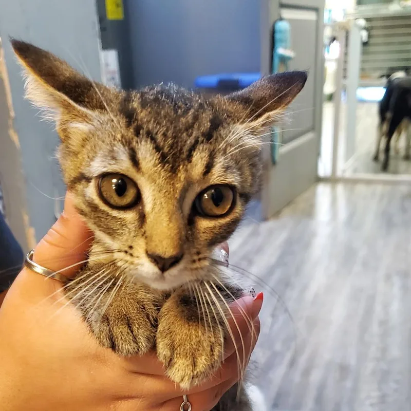 A baby small-sized male Gray / Blue / Silver Domestic Short Hair cat named Jaspurr for adoption in Lake Jackson, TX