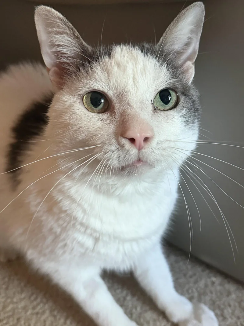 An adult medium-sized male Gray & White Domestic Short Hair cat named Ralphie for adoption in Wheaton, IL