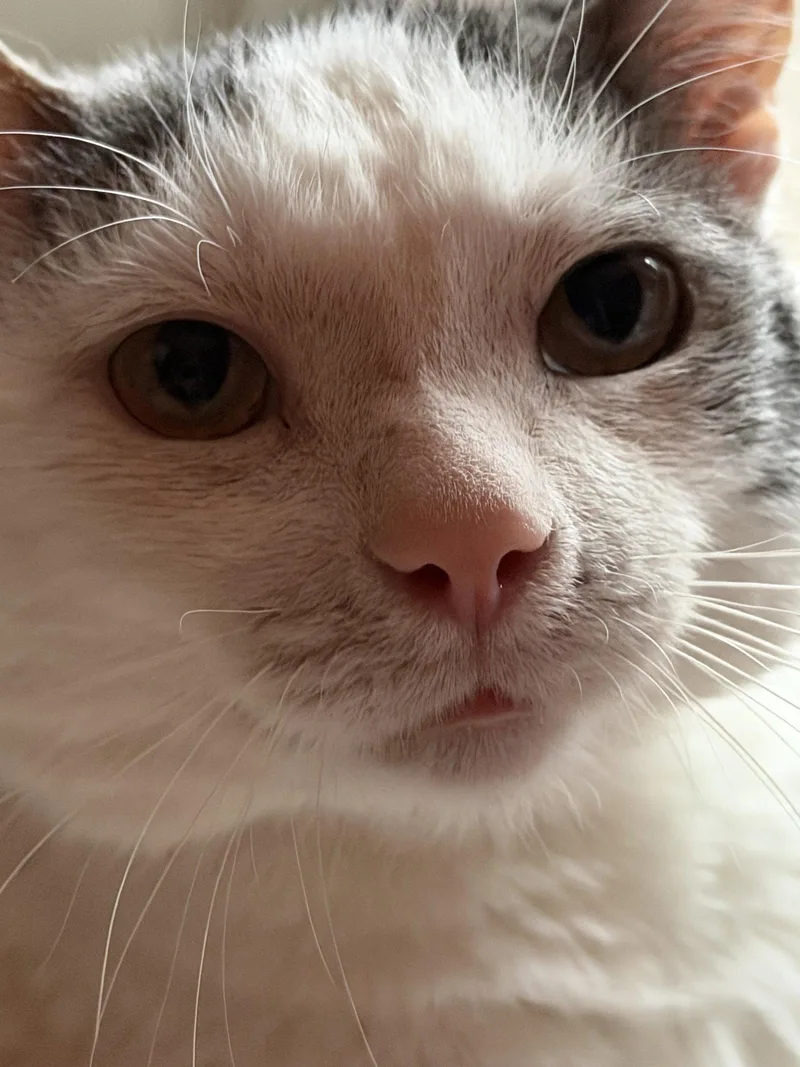 Ralphie thumbnail 2