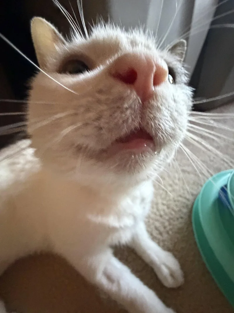 Ralphie thumbnail 3