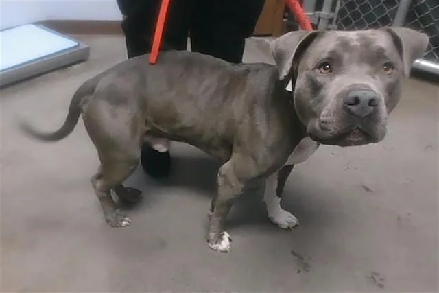 An adult large-sized male Pit Bull Terrier dog named Michelangelo for adoption in Phoenix, AZ