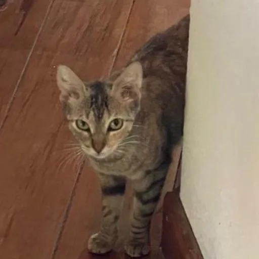 A young medium-sized female Brown / Chocolate Domestic Short Hair cat named Maya Honduras for adoption in Denver, CO