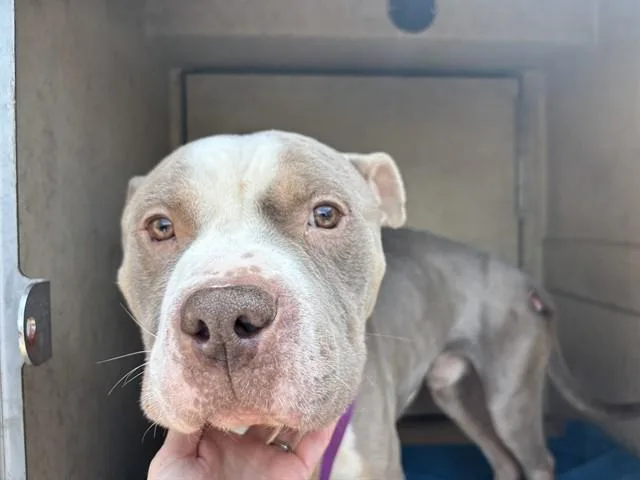 An adult medium-sized male Pit Bull Terrier dog named Thunder for adoption in Oklahoma City, OK