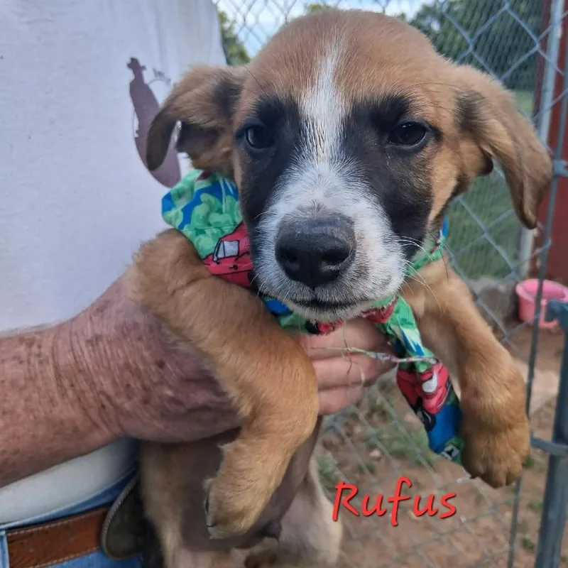 Rufus
