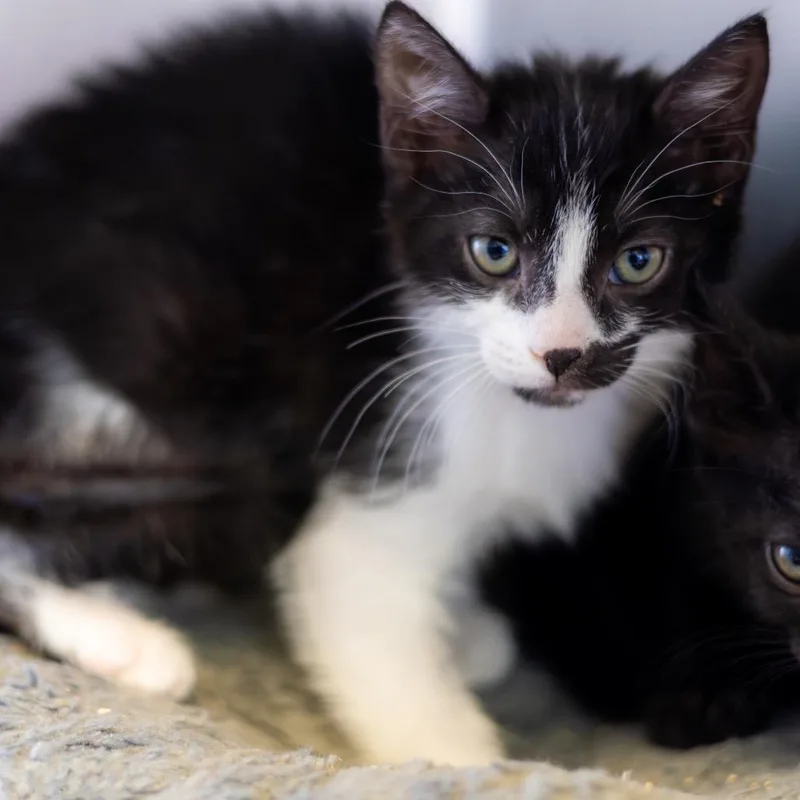 A baby small-sized female Black Domestic Short Hair cat named Dina for adoption in Newark, DE