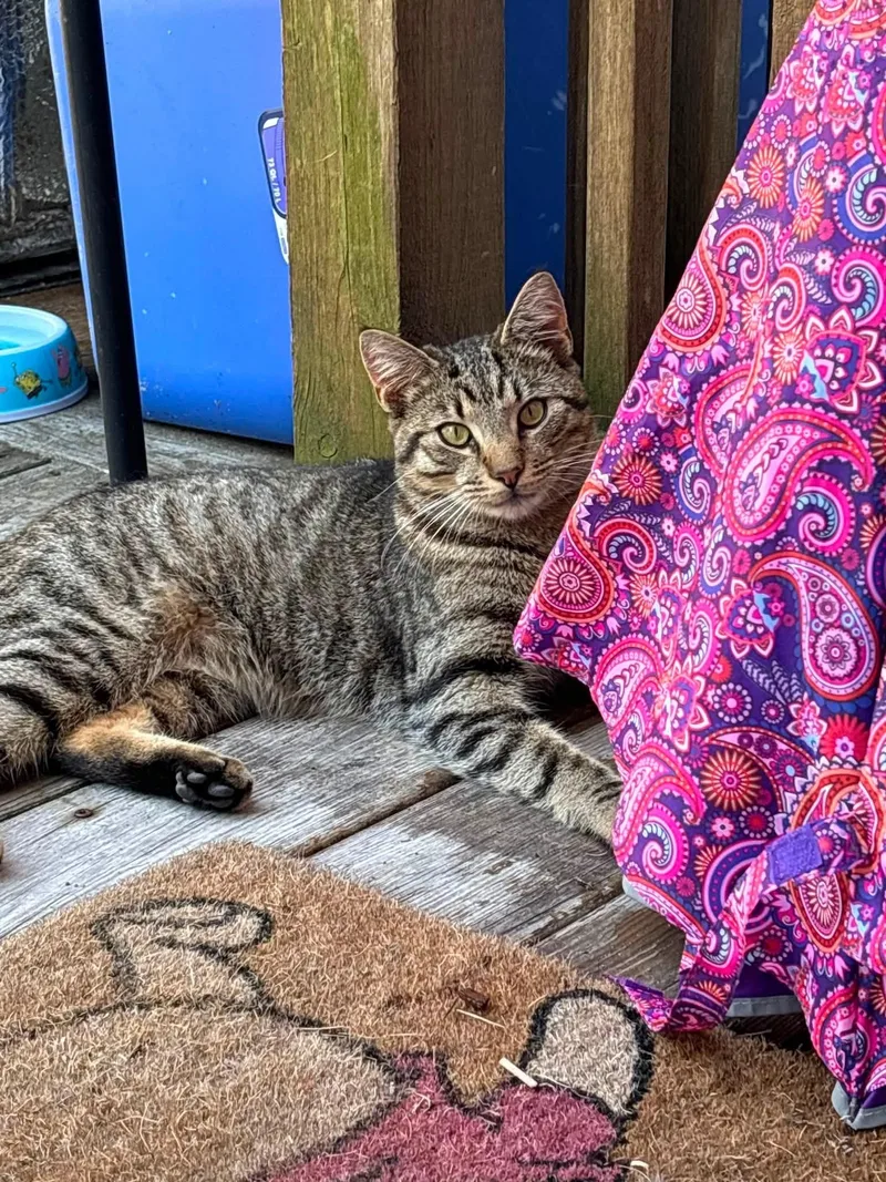 An adult medium-sized male Domestic Short Hair cat named Boomer for adoption in Brick, NJ