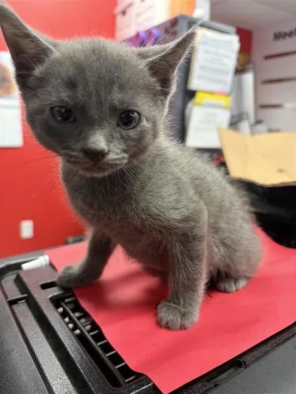 A baby small-sized male Domestic Short Hair cat named Pipe Fitter for adoption in West Chester, PA